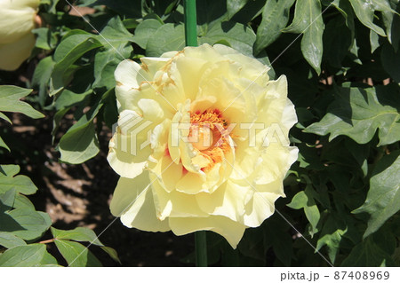 淡い黄色の「ボタン」 87408969