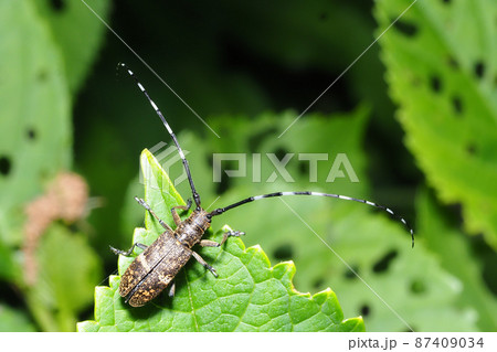 ヒメヒゲナガカミキリ 87409034