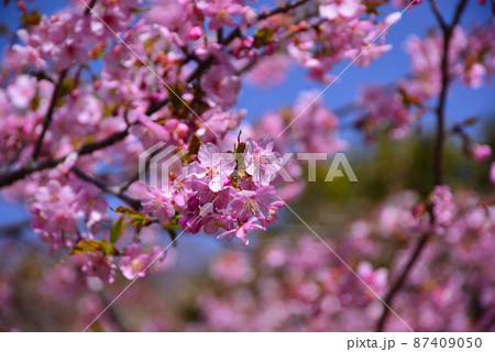 濃いピンク色の河津桜 87409050