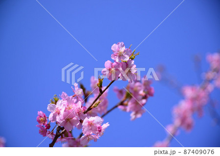 濃いピンク色の河津桜 87409076