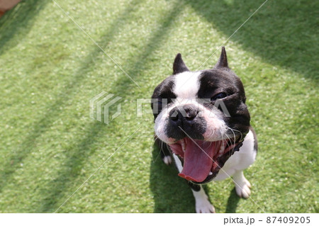 我が家のドックランで可愛いポーズをする愛犬ボストンテリアのマイティくん 我が家のドックランで可愛いポーズをする愛犬ボストンテリアのマイティくん 87409205
