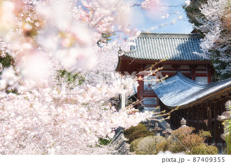 回廊を埋め尽くす美しい桜｜吉備津神社 87409355