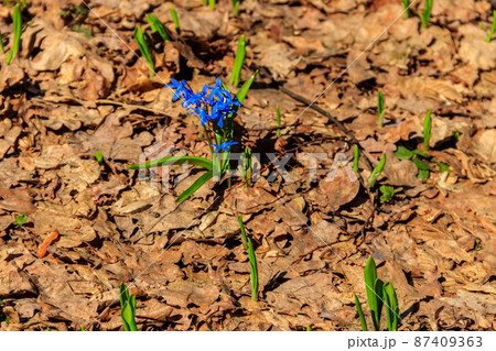 Blue scilla flower (Scilla bifolia) or Squill in forest on spring 87409363