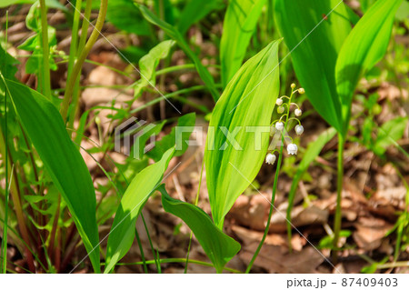 Lily of the valley (Convallaria majalis) white flowers in forest at spring Lily of the valley (Convallaria majalis) white flowers in forest at spring 87409403