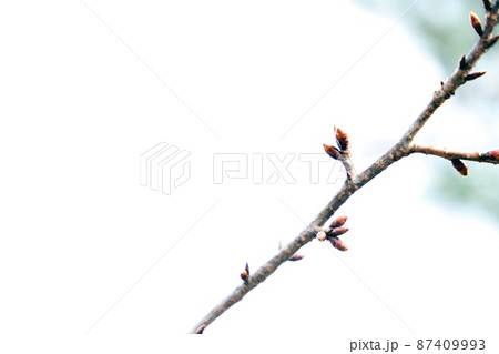 滋賀県の希望ヶ丘公園の紅梅、2022年、梅、冬【3月】 滋賀県の希望ヶ丘公園の紅梅、2022年、梅、冬【3月】 87409993