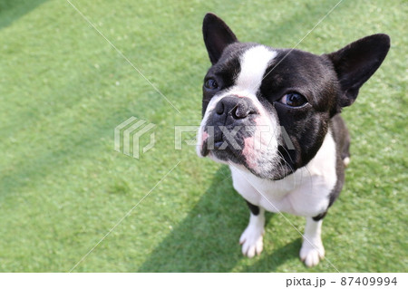 我が家のドックランで可愛いポーズの愛犬ボストンテリアのマイティくん 我が家のドックランで可愛いポーズの愛犬ボストンテリアのマイティくん 87409994