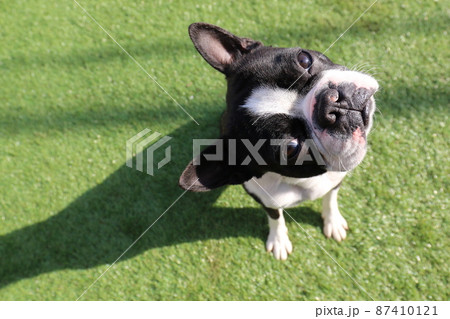 我が家のドックランで可愛いポーズの愛犬ボストンテリアのマイティくん 我が家のドックランで可愛いポーズの愛犬ボストンテリアのマイティくん 87410121