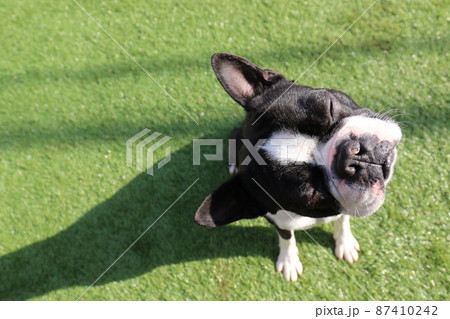 我が家のドックランで可愛いポーズの愛犬ボストンテリアのマイティくん 87410242