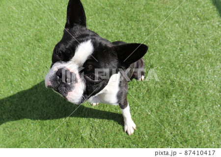 我が家のドックランで可愛いポーズの愛犬ボストンテリアのマイティくん 我が家のドックランで可愛いポーズの愛犬ボストンテリアのマイティくん 87410417