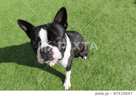 我が家のドックランで可愛いポーズの愛犬ボストンテリアのマイティくん 我が家のドックランで可愛いポーズの愛犬ボストンテリアのマイティくん 87410647