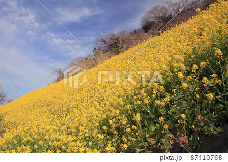青空と一面の菜の花畑 青空と一面の菜の花畑 87410768
