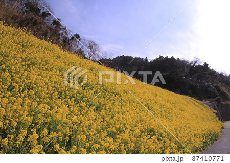 青空と一面の菜の花畑 青空と一面の菜の花畑 87410771