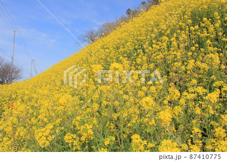 青空と一面の菜の花畑 青空と一面の菜の花畑 87410775