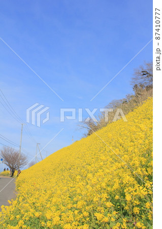 青空と一面の菜の花畑 87410777
