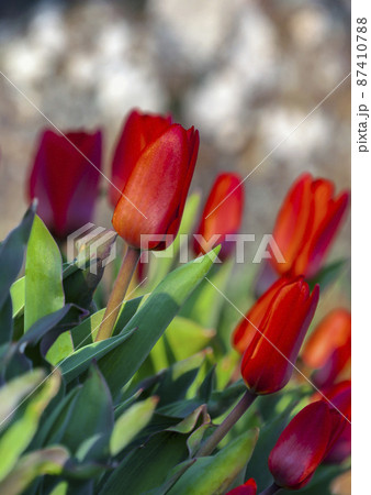 Bright scarlet buds and corollas of tulips in the morning sun. Bright scarlet buds and corollas of tulips in the morning sun. 87410788