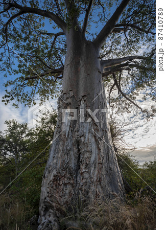 View of the trunk and crown of an African baobab tree against the background of the morning sky. View of the trunk and crown of an African baobab tree against the background of the morning sky. 87410789