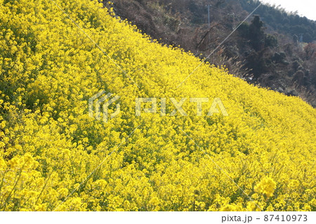 一面の菜の花畑 一面の菜の花畑 87410973