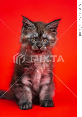 Portrait of Maine Coon Cat of color black smoke two months old sitting on red background. Cute female pussycat with big eyes looks attentively at camera. Front view. Studio shot. 87411015