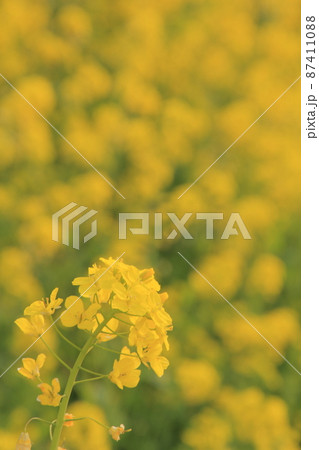 満開の菜の花畑に咲く花のアップ 87411088
