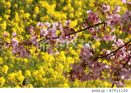 満開の菜の花と桜の花 満開の菜の花と桜の花 87411130
