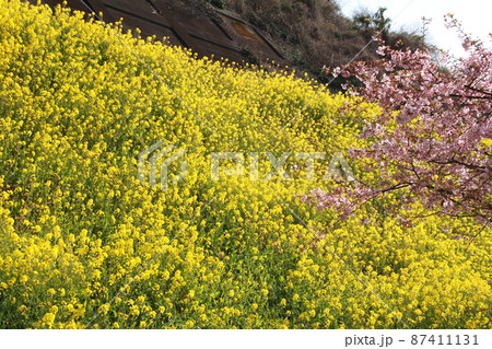 満開の菜の花と桜の花 87411131
