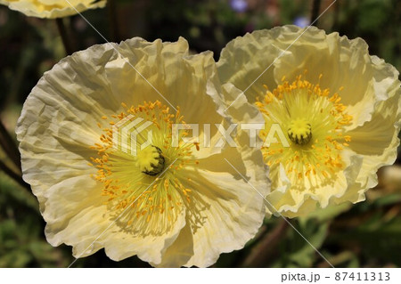大輪の花の中に雄蕊やめしべがくっきりと鮮やか 87411313