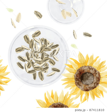 ひまわりの種の手書き水彩風イラスト 87411810