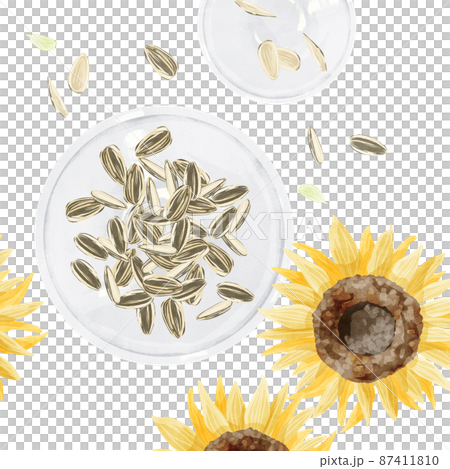 葵花籽的手寫水彩風格插圖 87411810