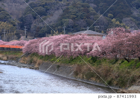 伊豆河津川堤の桜並木 87411993