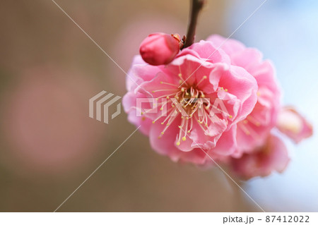 梅(八重寒紅) 87412022