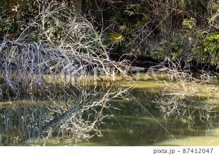 池の枯れた倒木と反射 (香川県高松市) 池の枯れた倒木と反射 (香川県高松市) 87412047