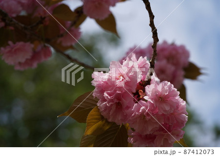 八重桜 八重桜 87412073