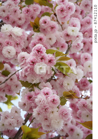 八重桜 八重桜 87412110