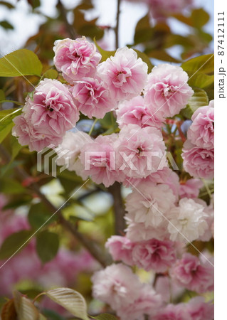 八重桜 八重桜 87412111