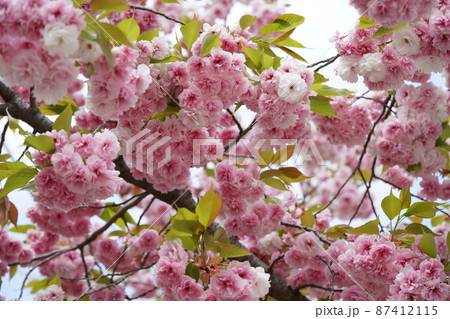 八重桜 八重桜 87412115