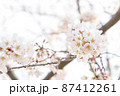 写真素材: 桜　　サクラ　さくら 87412261