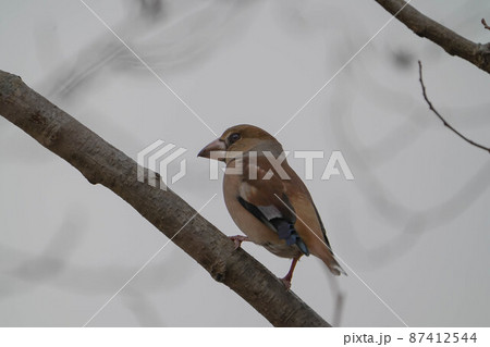 シメ シメ 87412544