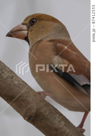 シメ シメ 87412555