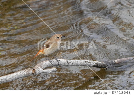 ジョウビタキ 87412643