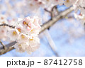 写真素材: 桜　　サクラ　さくら 87412758