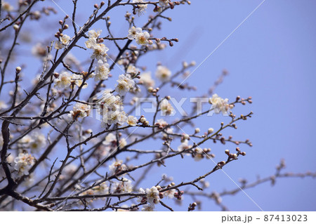 2022年3月5日（啓蟄）に撮影した梅の花 87413023