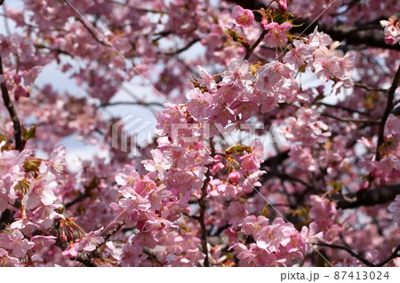 満開の河津桜 87413024