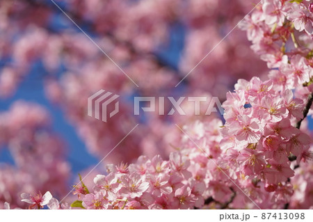 河津桜 河津桜 87413098