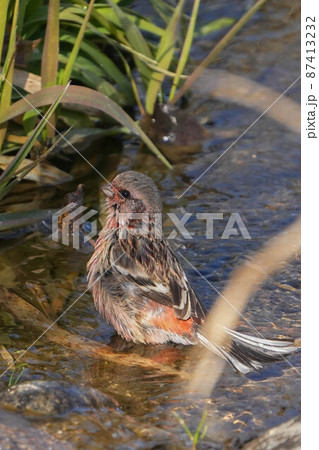 ベニマシコ 87413232