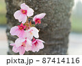 写真素材: 濃いピンク色の可愛い陽光桜　　ヨウコウ　陽光 87414116