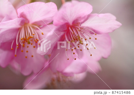鮮やかなピンク色に咲く 87415486