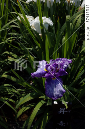 花菖蒲 薄青 87415512