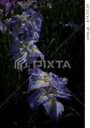 花菖蒲 薄青 87415529