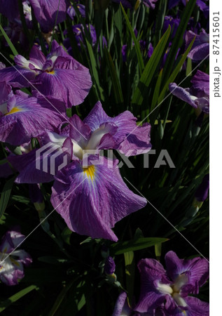 花菖蒲 紫 花菖蒲 紫 87415601