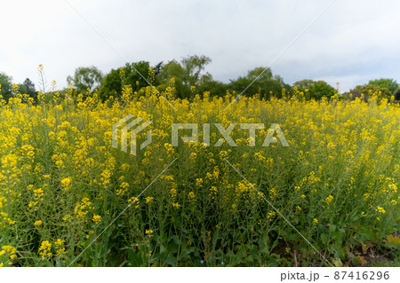 菜の花畑 87416296